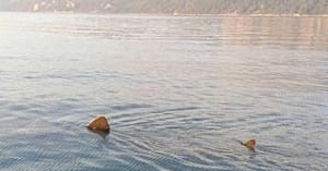 Neobičan, rijedak i ogroman gost - Golema morska psina uočena u Jadranu