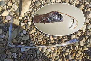 Div među ribama pronađen u Jadranu: "Protekle zime pronašli smo čak četiri primjerka"