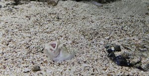 VIDEO Riba koja živi ukopana u pijesku - Jedina vrsta iz porodice bežmeka koja naseljava Jadransko more