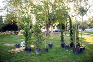 Ozelenjavanje Splita - Planira se sadnja 850 stabala i 13 000 grmova