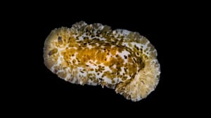 Tijekom podvodnih istraživanja  studentica pulskog fakulteta pronašla jedinku vrste krupnog puža