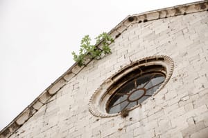 Na vrhu crkve raste mala snažna smokva...