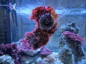 Ježinci, male bodljikave dekoracije akvarija