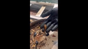 Ovo su organizmi koji žive na uzgojnim instalacijama za kamenice u Bistrini