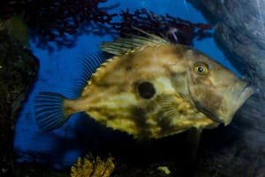 VIDEO Jeste li znali kako se hrani kovač?