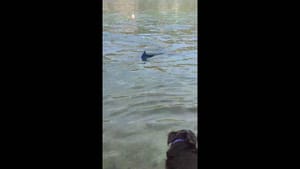 Ovaj pas pomislio da je peraja iz mora njegov morski imenjak, no ipak...