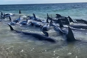 Više od 100 kitova nasukalo se na obali - stručnjaci ih jure spasiti!