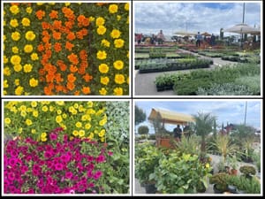 'Umag Floria'  - Još jedan prekrasan proljetni vikend pun cvijeća