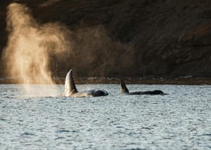 Jeste li znali da ženke nekih vrsta kitova ulaze u menopauzu? Znanstvenici vjeruju da znaju i zašto!