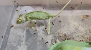 VIDEO Mlade jedinke jemenskog kameleona stigle u pulski akvarij