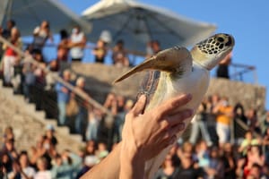 Tri glavate želve nakon oporavka vraćene u more