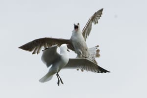 Nakon dugo vremena zabilježeno gniježđenje 4 para sredozemnog galeba