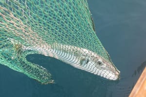 Kod Medulina uočeno 7 jedinki najotrovnije ribe na svijetu!