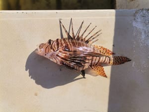 ULOVLJENE DVIJE NOVE INVAZIVNE VATRENJAČE: "Gotovo je, Jadran je njezino more!"