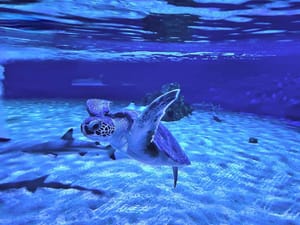 Povodom Svjetskog dana kornjača, ispratimo u more oporavljene Keti, Rozu i Fortunu!