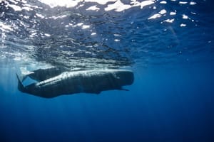 Uz pomoć umjetne inteligencije otkrivena fonetska abeceda kitova ulješura