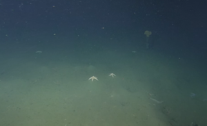 OCEANSKI FENOMEN Znanstvenici znaju tajnu misterioznih rupa na dnu oceana: "Uzrokuje ih sveprisutna sila!"