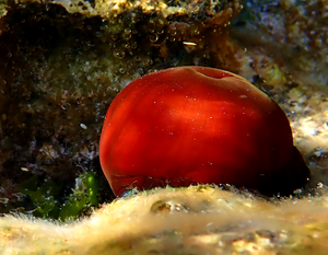 Moruzgva koja danju izgleda poput lopte na kamenu, a noću se pretvara u lovca