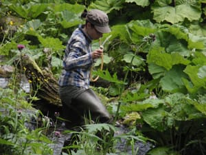Dosadne, ali iznimno korisne - Kako muhe plesačice pomažu očuvanju voda?
