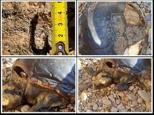 FOTO U skrovitoj uvali, na južnoj strani Lastova, uginula morska kornjača