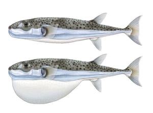 SREBRNOPRUGA NAPUHAČA Sve što trebate znati o najotrovnijoj ribi Jadrana!