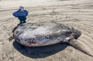 Rijetku ribu, dulju od 2 metra more izbacilo na plažu: "Ovdje ne bi trebala biti"