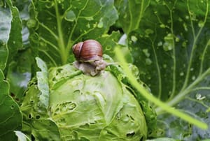 Zbog puno kiše i vlage vrtovi vrve puževima - Evo nekoliko prirodnih recepata u borbi protiv njih