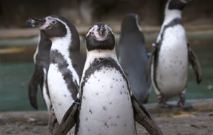VRSTA PRED IZUMIRANJEM Humboltovi pingvini mogli bi nestati!