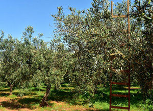 Maslinari i uljari traže više novca kroz potpore i porezna rasterećenja!
