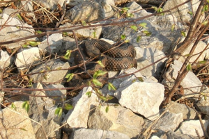POSKOCI U ZADRU Najopasnija europska zmija na gradskim ulicama!