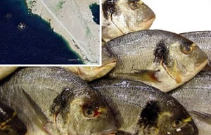 Ministarstvo odlučuje o ponovnom uzgoju bijele ribe i školjkaša na Pagu