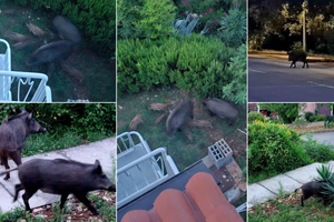 NESTVARNI PRIZORI Divlje svinje okupirale Dugu Uvalu u Istri!