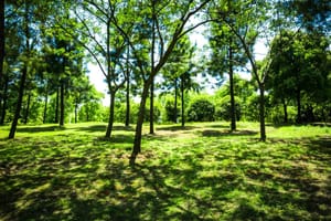 Umagu dodijeljeno gotovo 240.000,00 eura za sadnju 115 novih stabala