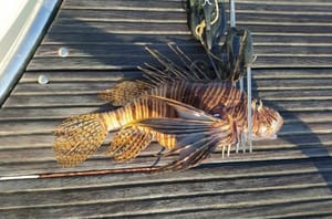 Invazivne vrste polagano mijenjaju jadranski ekosustav