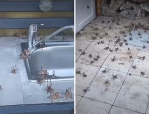 NAJEZDA ZRIKAVACA NA ČIOVU: "Posvuda su! Sliče skakavcima i pogoduju im visoke temperature"