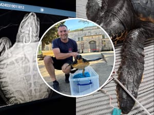 U pulsko Oporavilište pristigla još jedna glavata želva, imena Maya