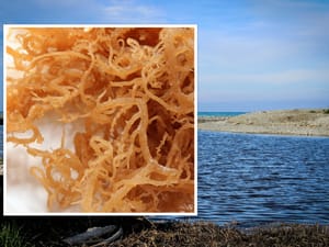VIDEO Morska mahovina - Čuva crijeva, jača libido, proljepšava i pomlađuje!