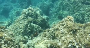 Pulski akvarij u suradnji sa Sveučilištem u Puli, provodi terenski rad i provjeru stanja podmorja otoka Mljeta