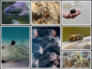 LJETNE OPASNOSTI More i priroda uz more