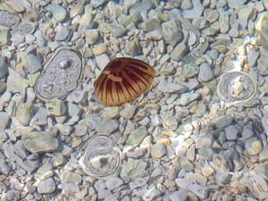 Na otoku Cresu se i ove godine pojavila kompas meduza