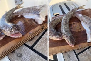 Kod Malog Lošinja ribar uhvatio morskog guštera, rijetko se viđa na sjevernom Jadranu