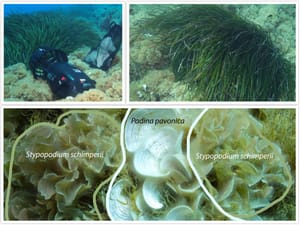 "STRAHOVITA BIOLOŠKA INVAZIJA" Institut za oceanografiju upozorava o novoj pojavi u Jadranu iz Indijskog oceana