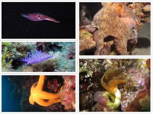 ONLINE IZLOŽBA IZ PODMORJA: "Nadamo se da će sada veći broj ljudi cijeniti ljepotu mora i prirode oko nas"