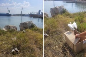 Splitski škver posjetila neobična gošća