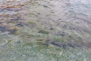 NITKO NE REAGIRA Zagađenje mora na Braču - i ovdje plivaju fekalije!