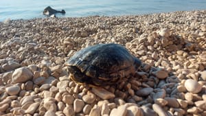 Netko se htio riješiti kućnog ljubimca, invazivne vrste iz Amerike, bacanjem na stijene: "Pukao joj je oklop, kako joj pomoći?"