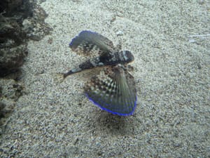 Po prvi put u Istri uočen Kokot letač, inače prisutan s obje strane Atlantskog oceana, u toplim i tropskim morima