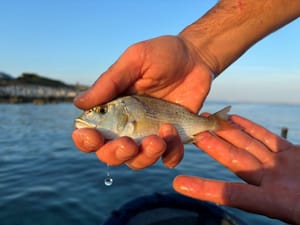 Ovih dana u priobalnom području možemo naići na juvenilne primjerke zubatca