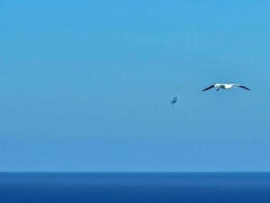 JADNA BEŠTIJA Šibenski pomorac nam s Pacifika šalje tužan podsjetnik što smo učinili s prirodom