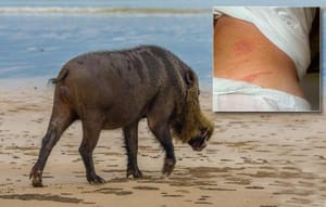 SVE VEĆI PROBLEM NA OTOCIMA Divlje svinje napale Talijana na plaži Lopuda